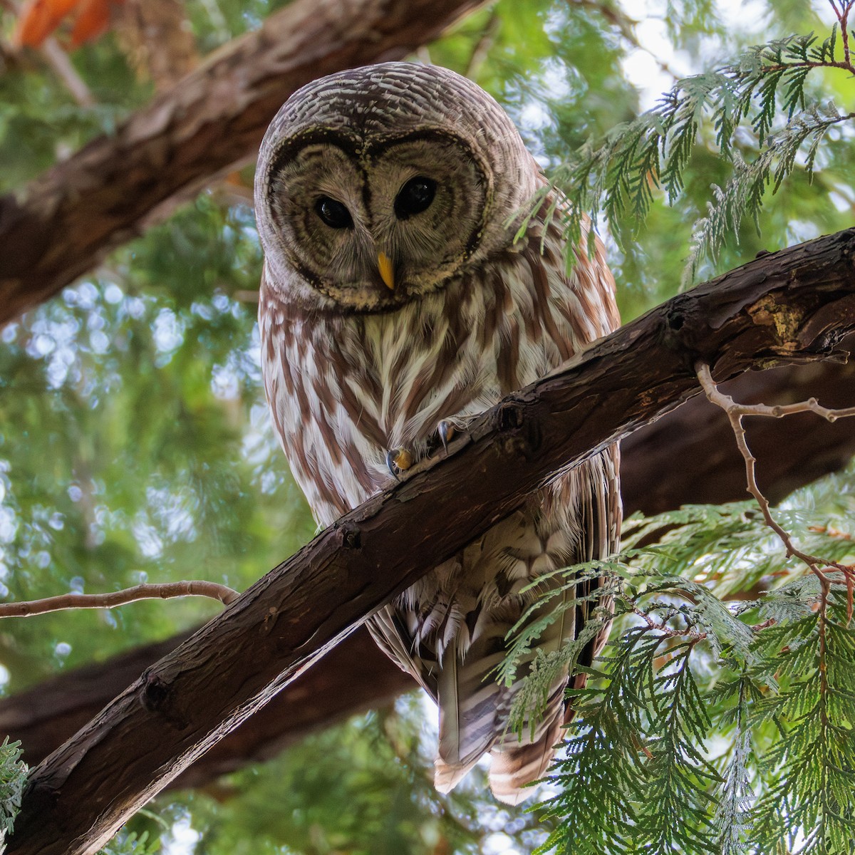 Barred Owl - ML646027971