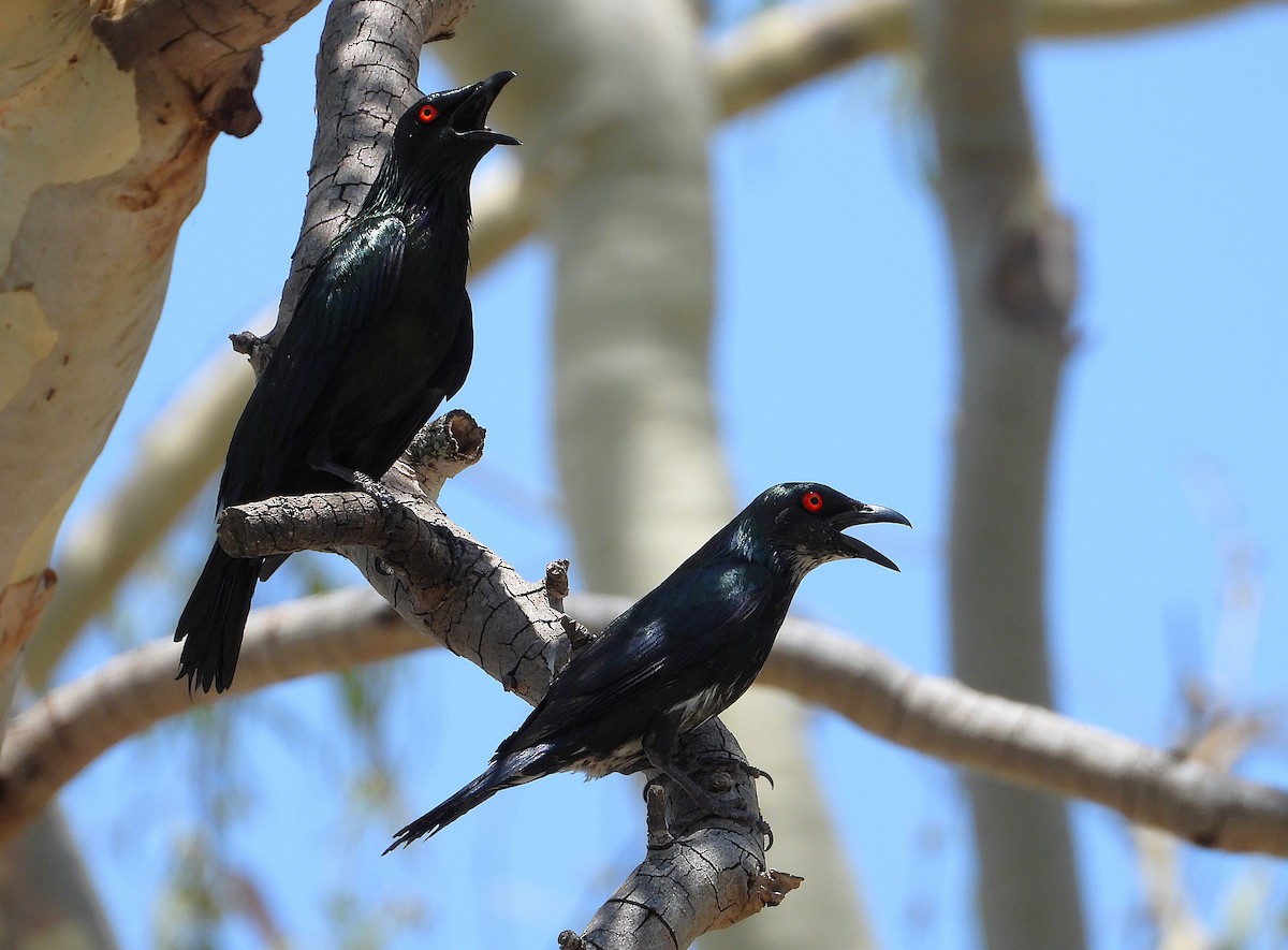 špaček lesklý - ML646027972