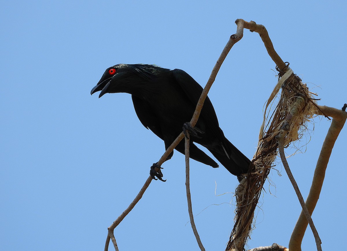 špaček lesklý - ML646027973