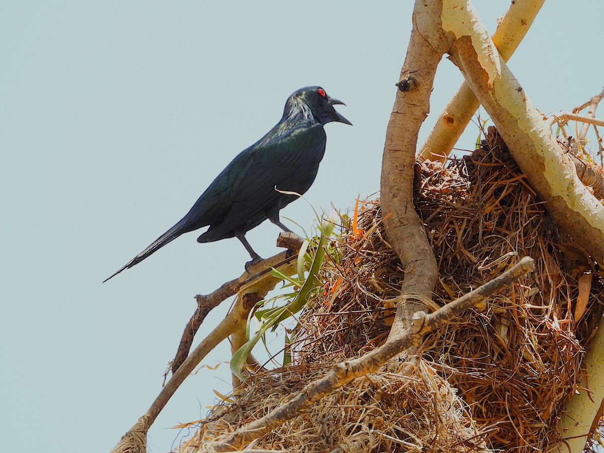 špaček lesklý - ML646027977