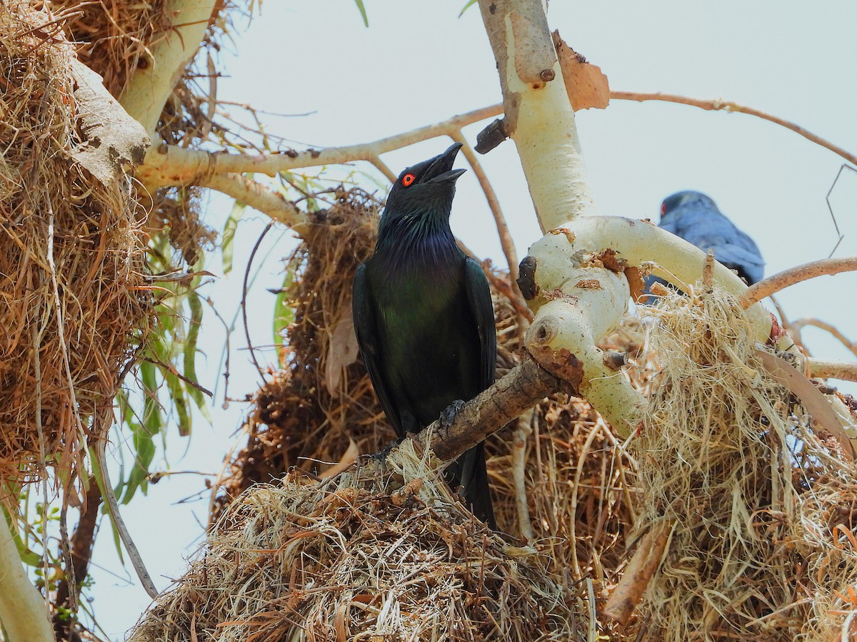 špaček lesklý - ML646027978