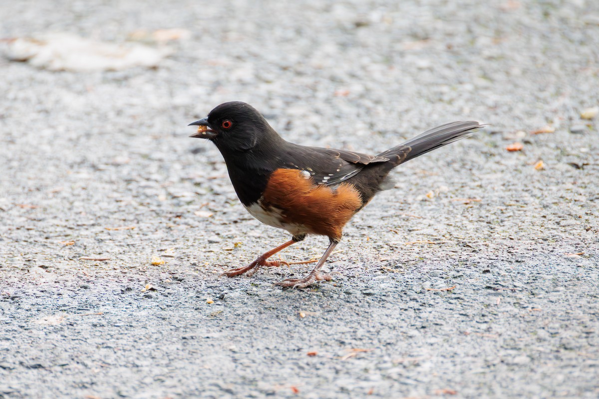 Spotted Towhee - ML646027980