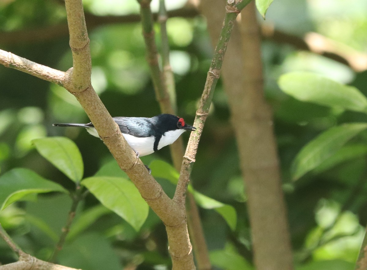 Black-throated Wattle-eye - ML646027985