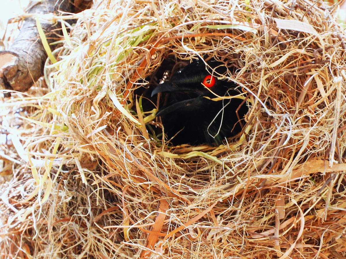 Weberstar - ML646027989