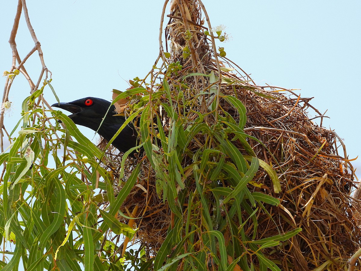 špaček lesklý - ML646027990