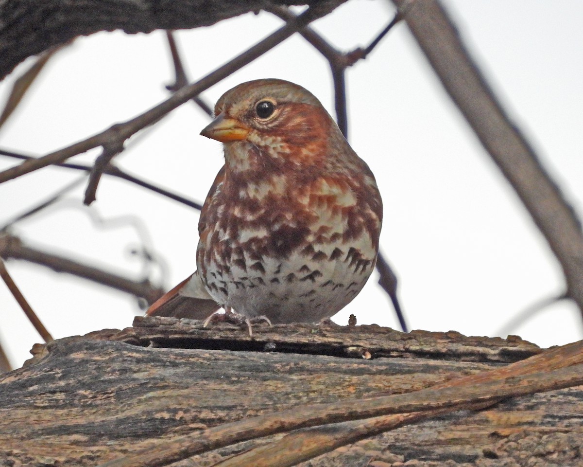 Fox Sparrow - ML646027991