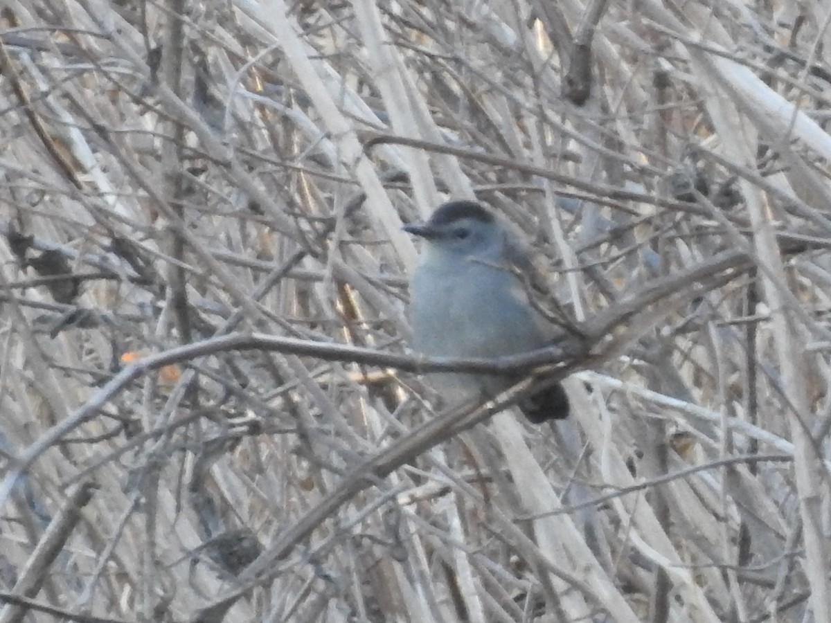 Gray Catbird - ML646027992