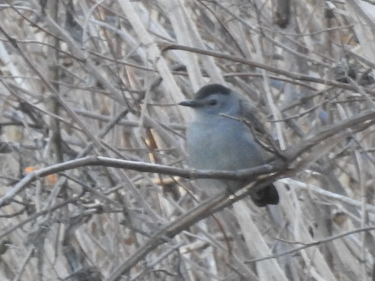 Gray Catbird - ML646027993