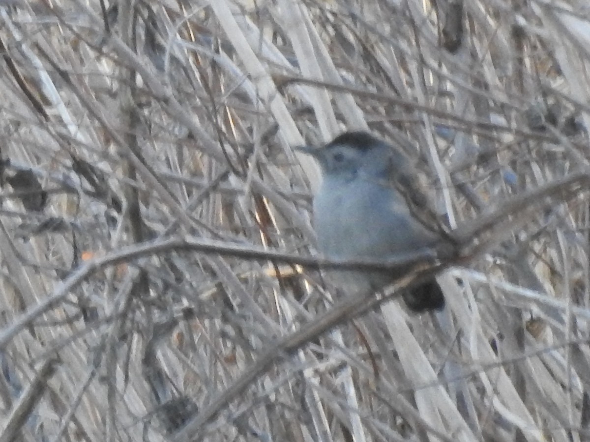 Gray Catbird - ML646027994