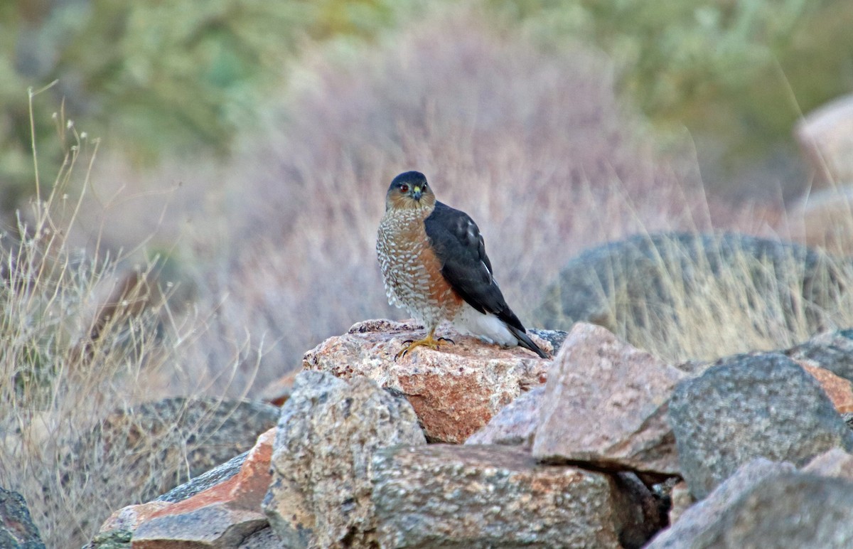 Eckschwanzsperber - ML646027995