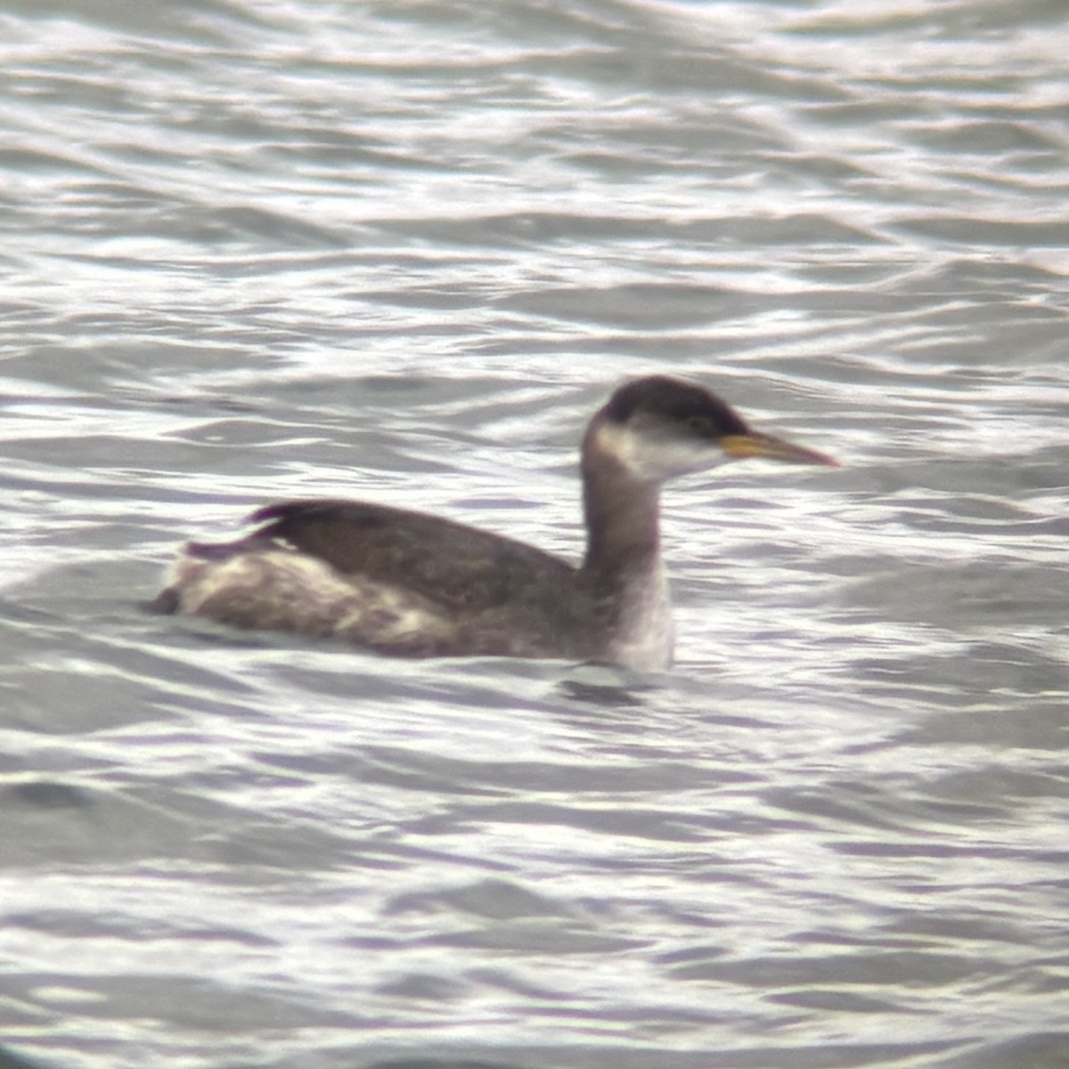 Somormujo Cuellirrojo - ML646028000