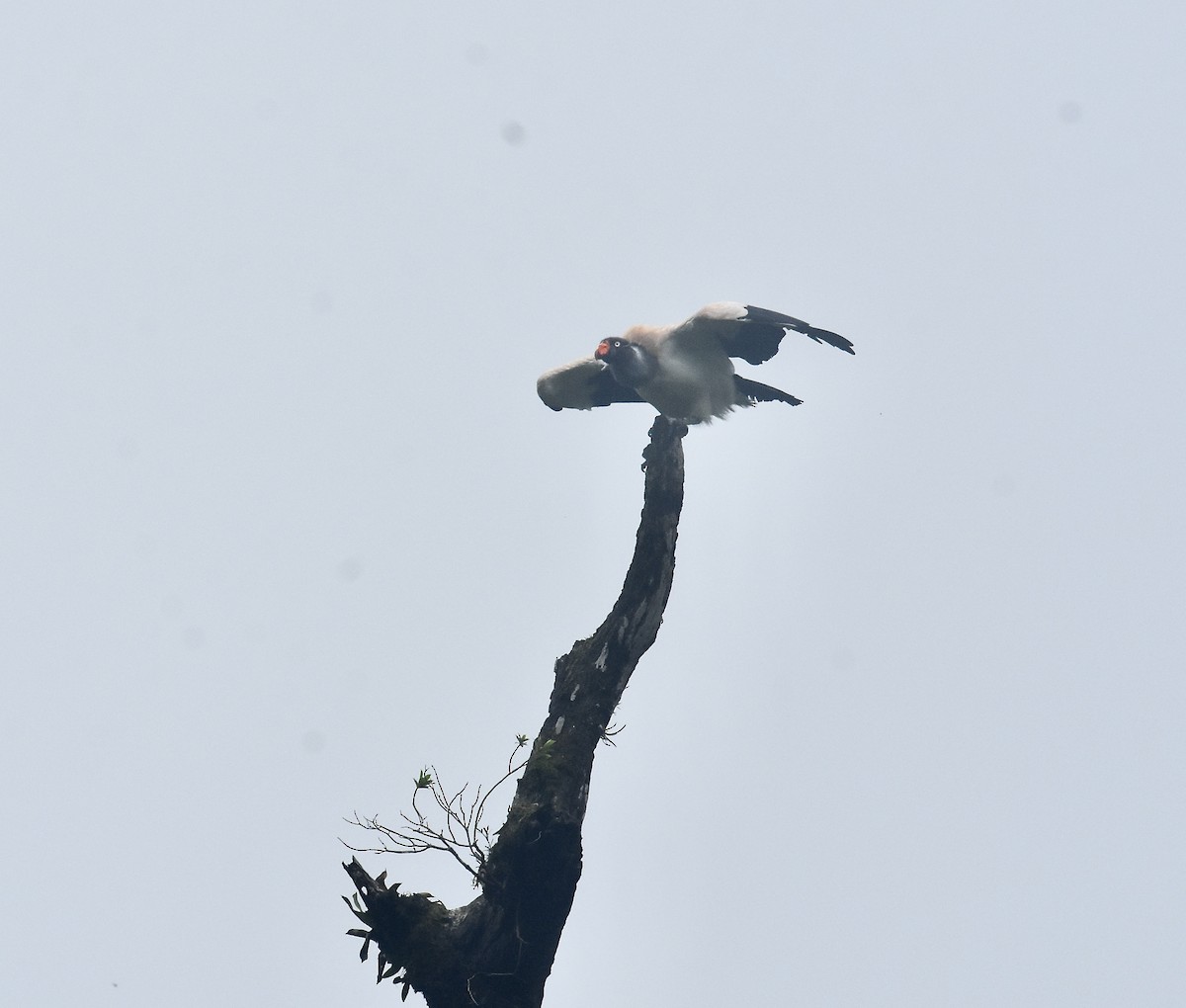 King Vulture - ML646028001