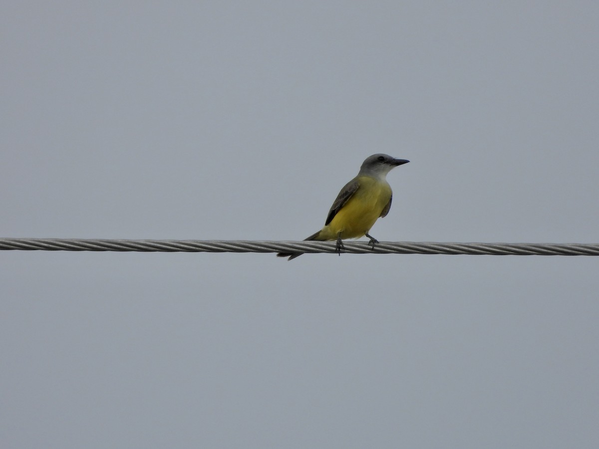 Couch's Kingbird - ML646028005