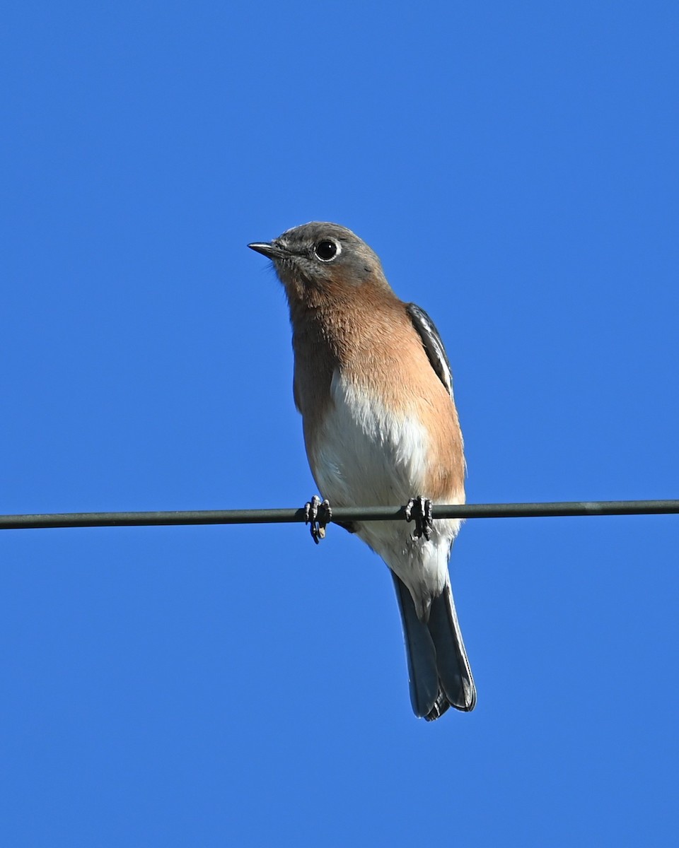 Eastern Bluebird - ML646028006