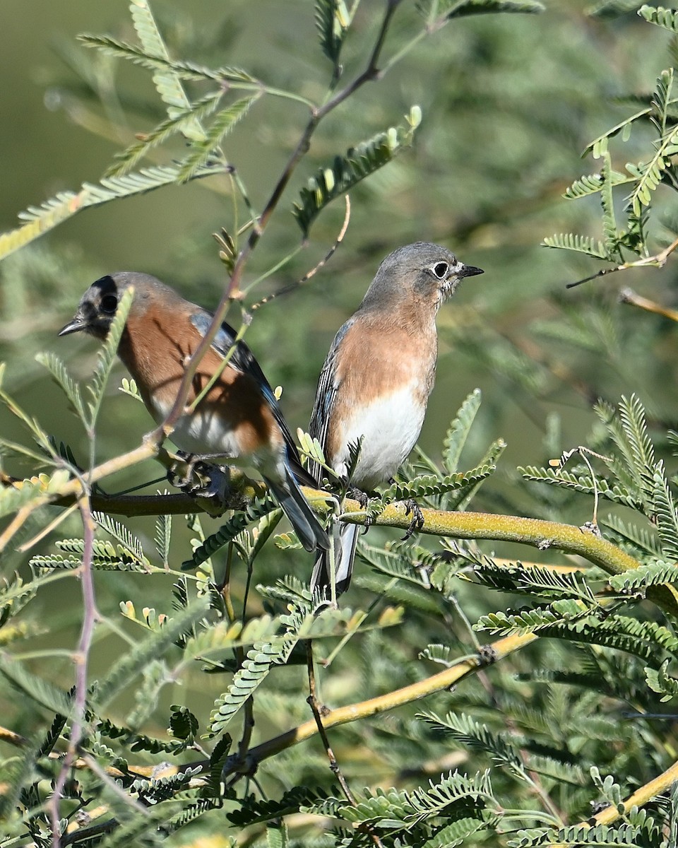Eastern Bluebird - ML646028007