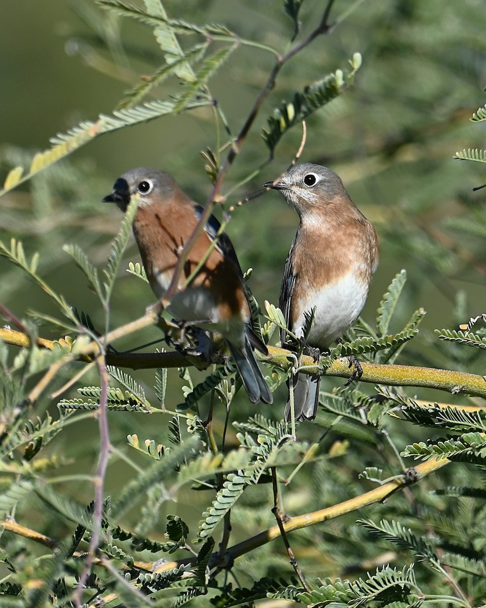 Eastern Bluebird - ML646028008