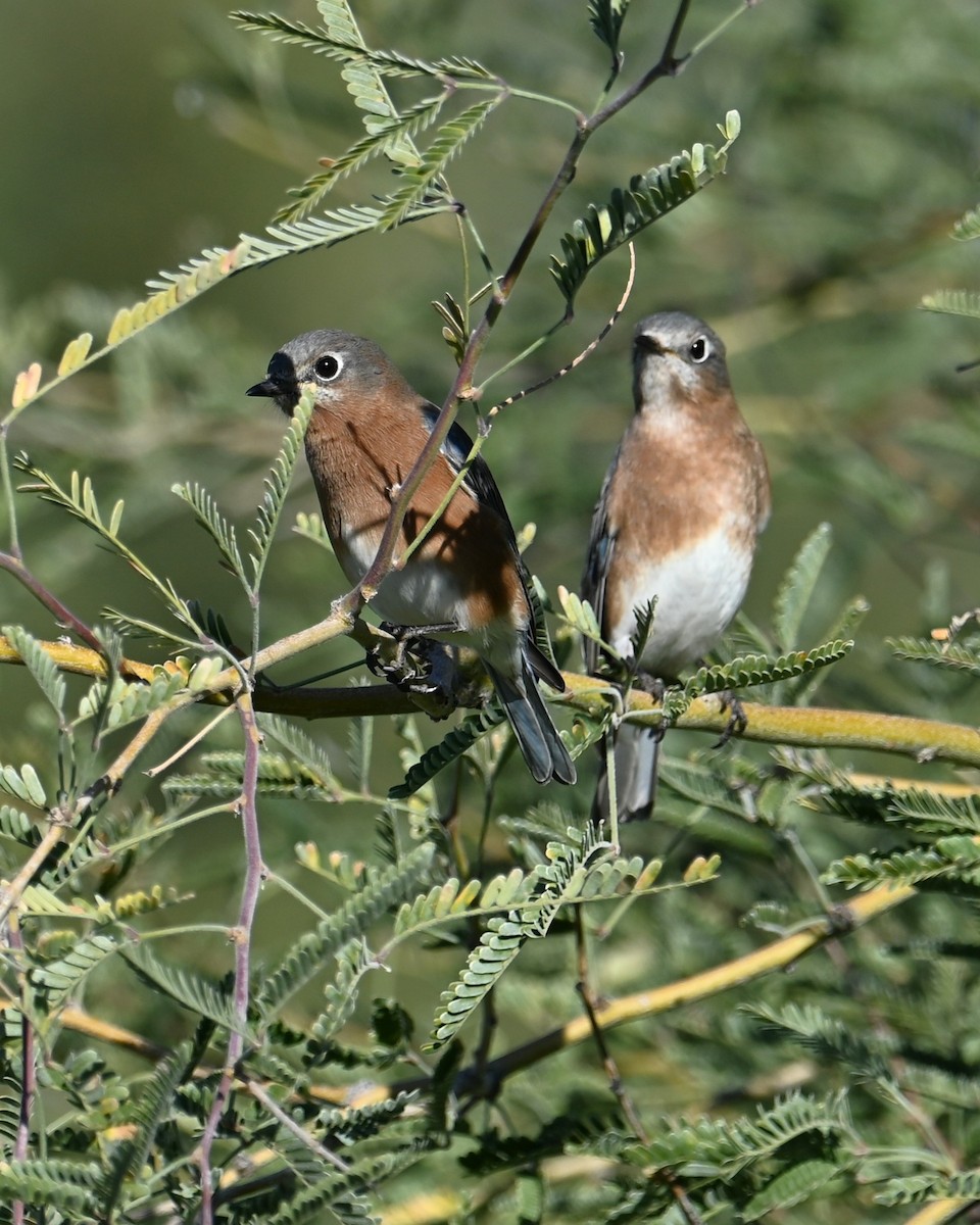 Eastern Bluebird - ML646028009