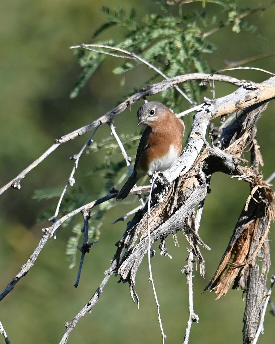 Eastern Bluebird - ML646028010