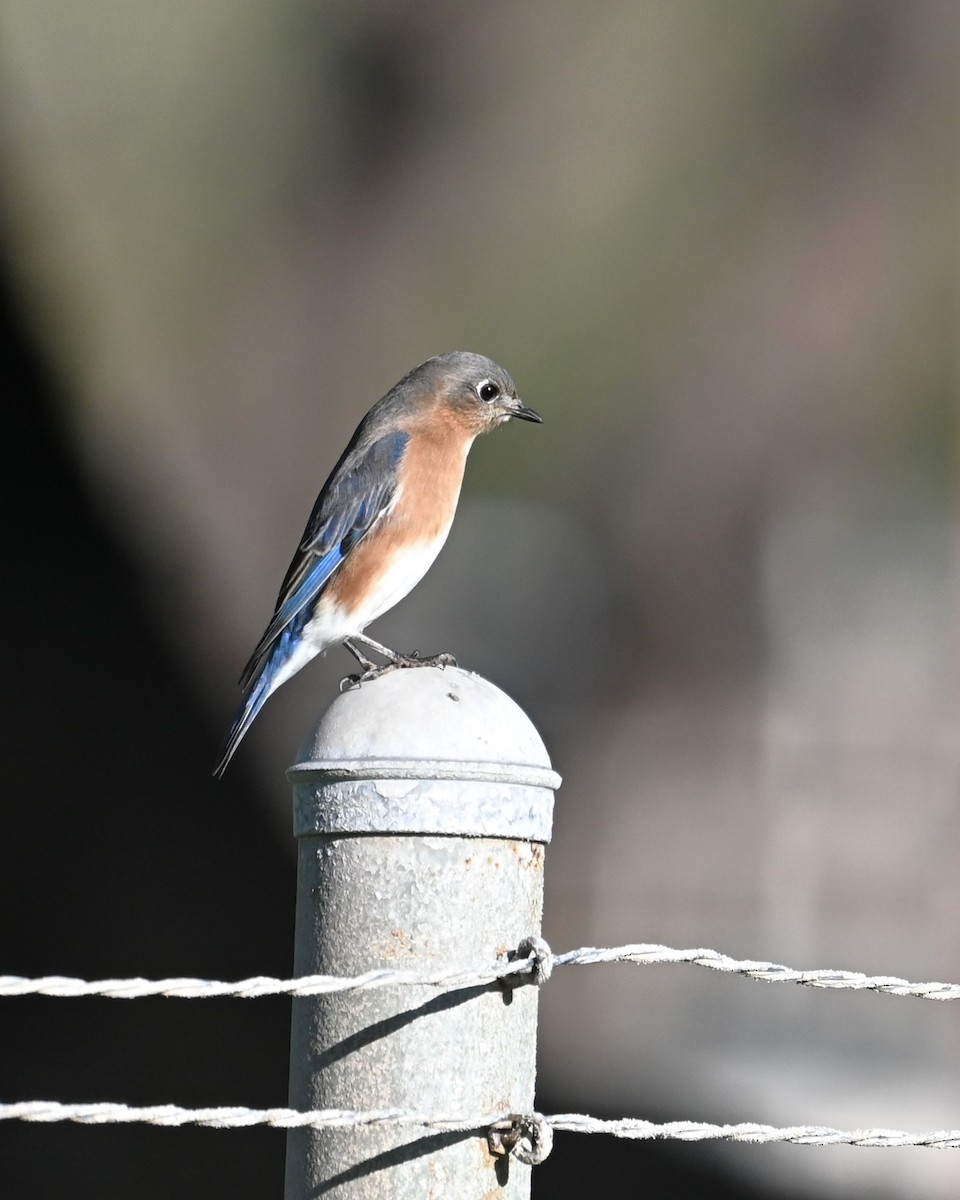 Eastern Bluebird - ML646028011