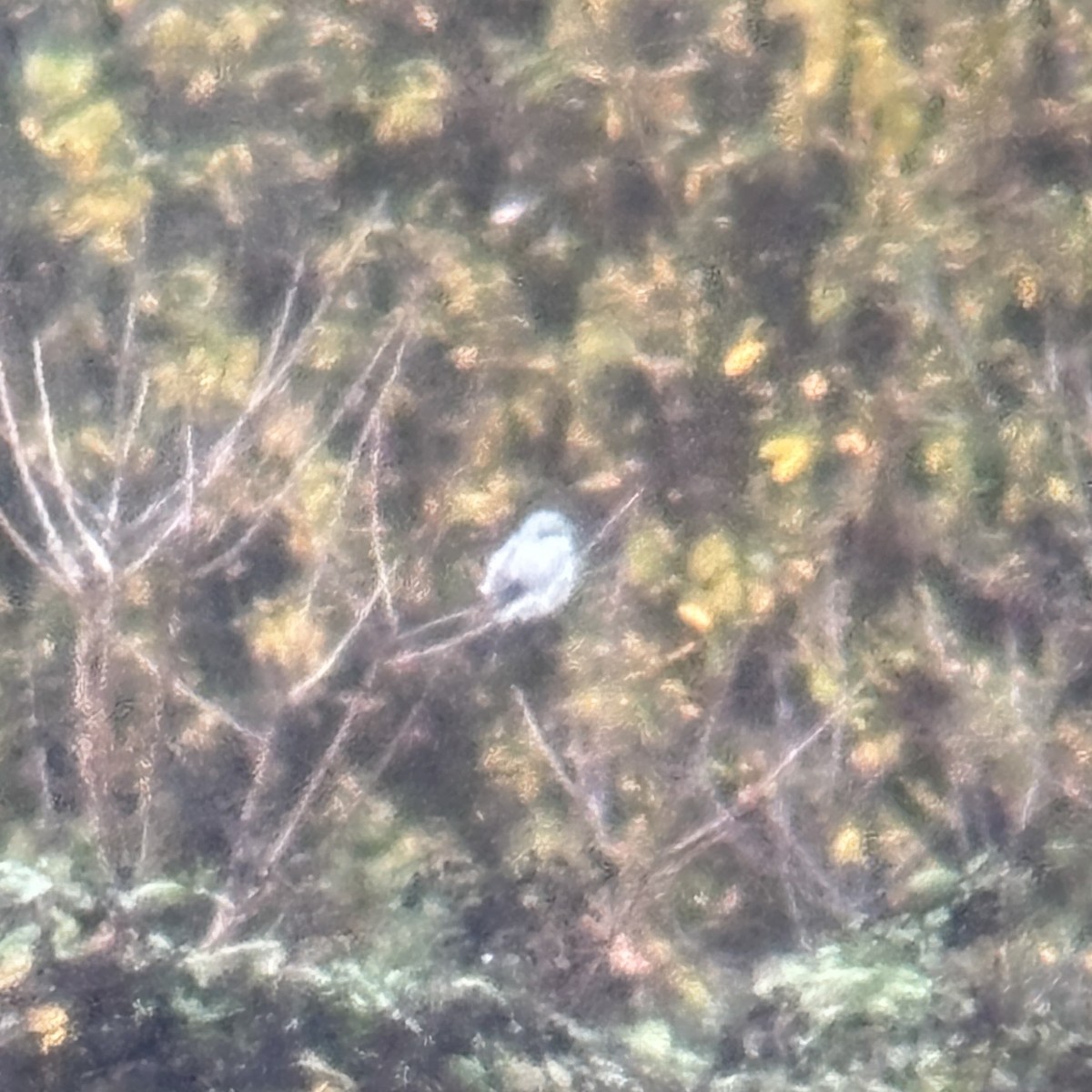 Taigaraubwürger - ML646028012