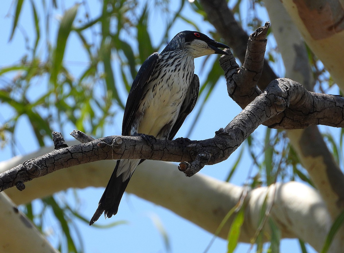 Weberstar - ML646028013