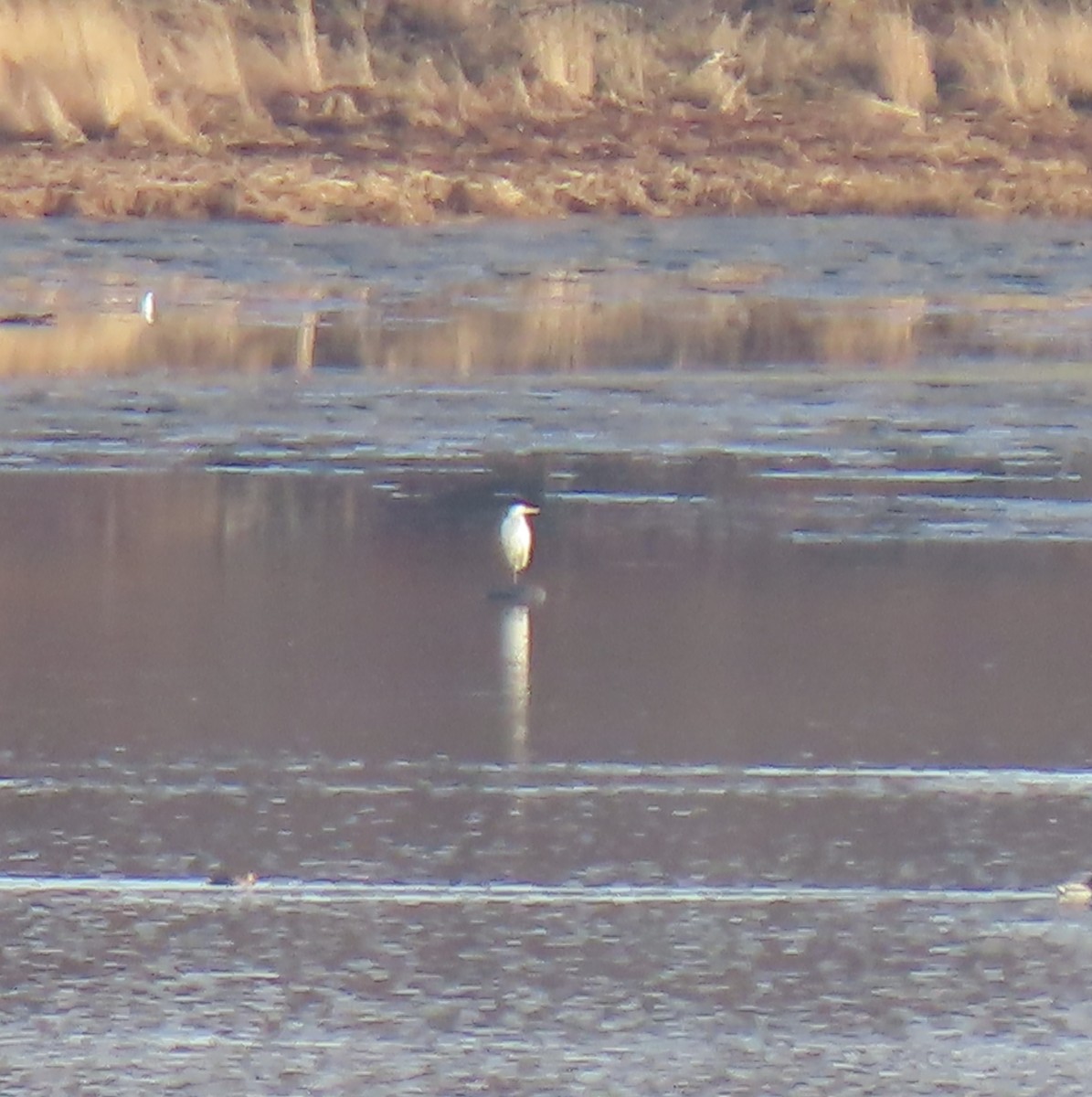 Silberreiher - ML646028016