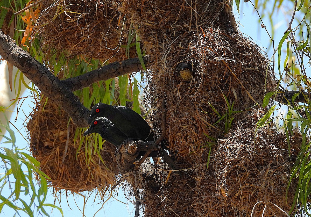 Weberstar - ML646028017