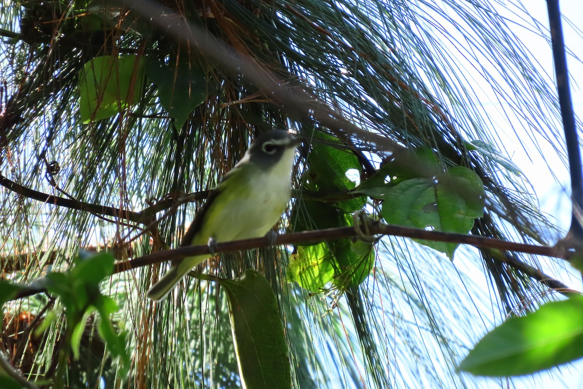 Graukopfvireo - ML646028018