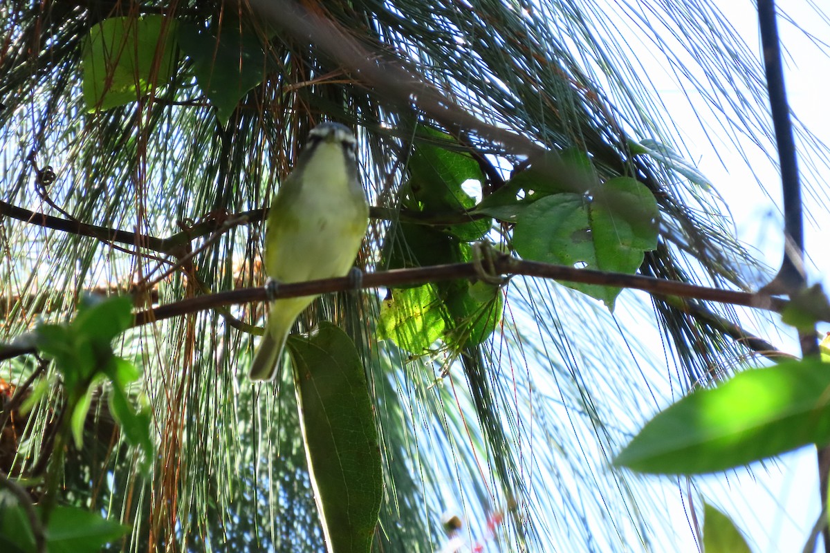 Graukopfvireo - ML646028019