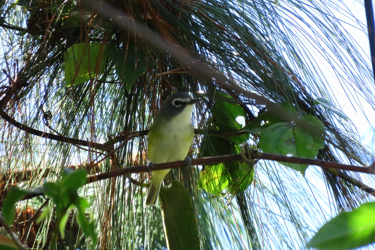 Graukopfvireo - ML646028020