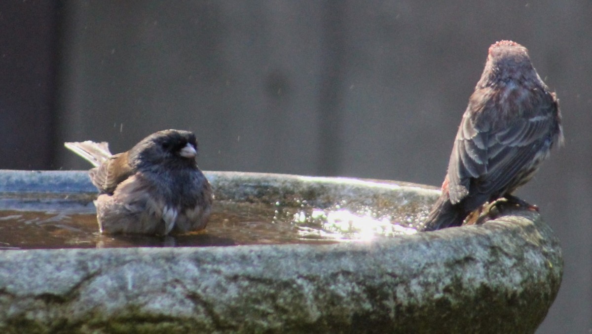 Winterammer - ML646028021