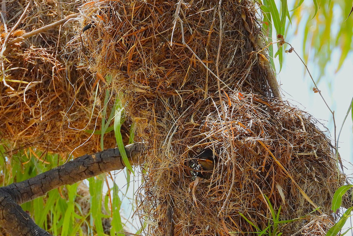 Weberstar - ML646028022