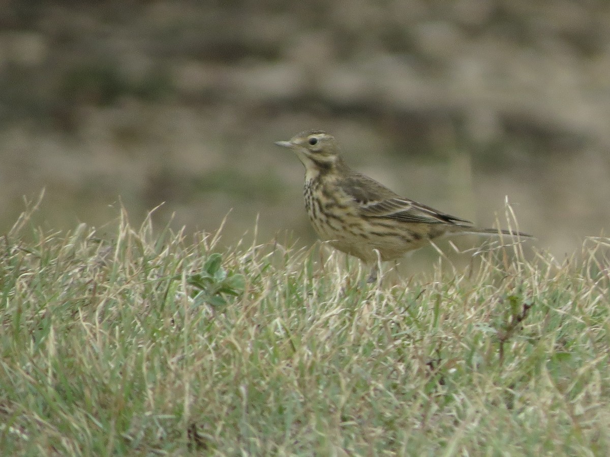 Amerikapieper - ML646028026