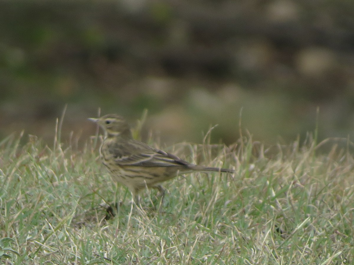 Amerikapieper - ML646028027