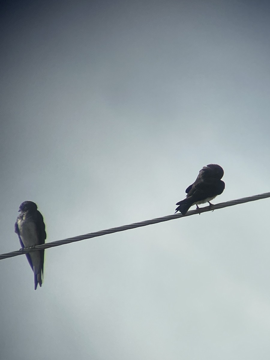 Graubrustschwalbe - ML646028028