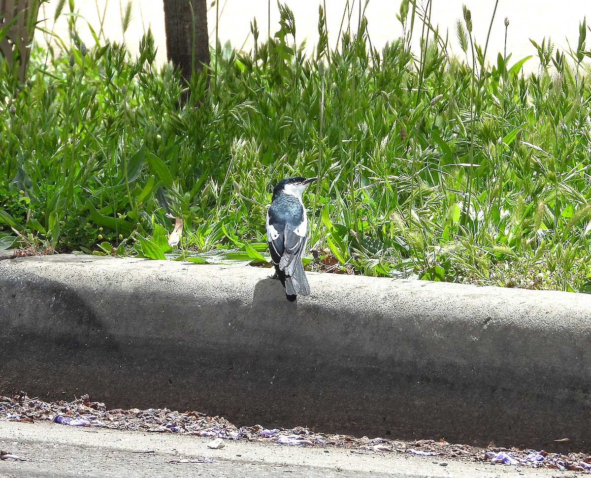 Weißflügel-Raupenfänger - ML646028029