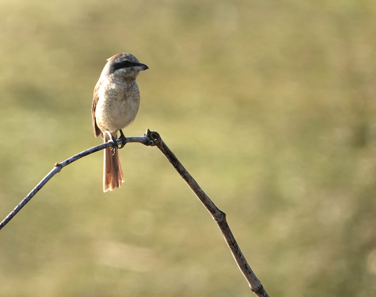 Braunwürger (cristatus/confusus) - ML646028031