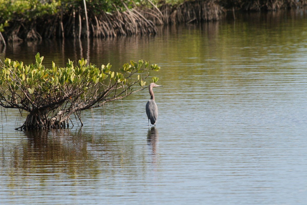 Rötelreiher - ML646028033