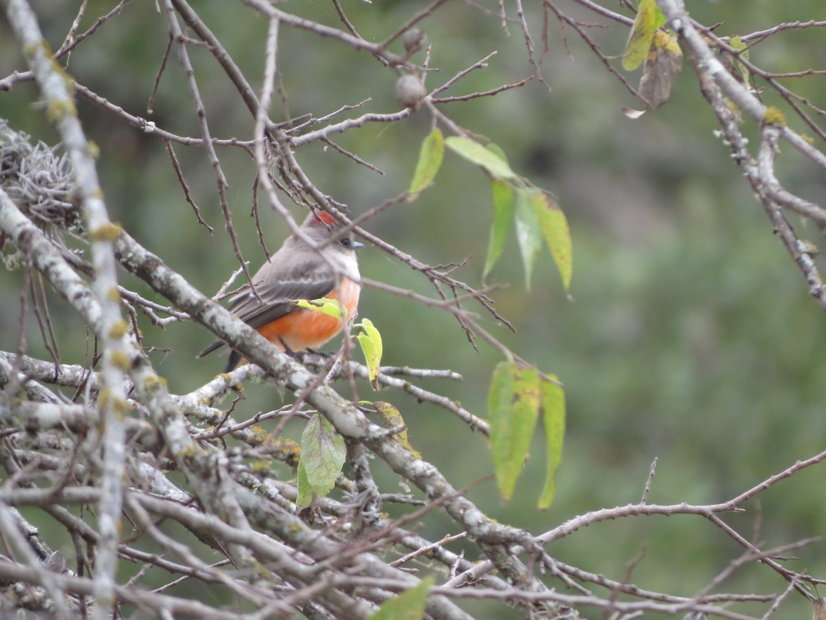 Rubintyrann - ML646028034