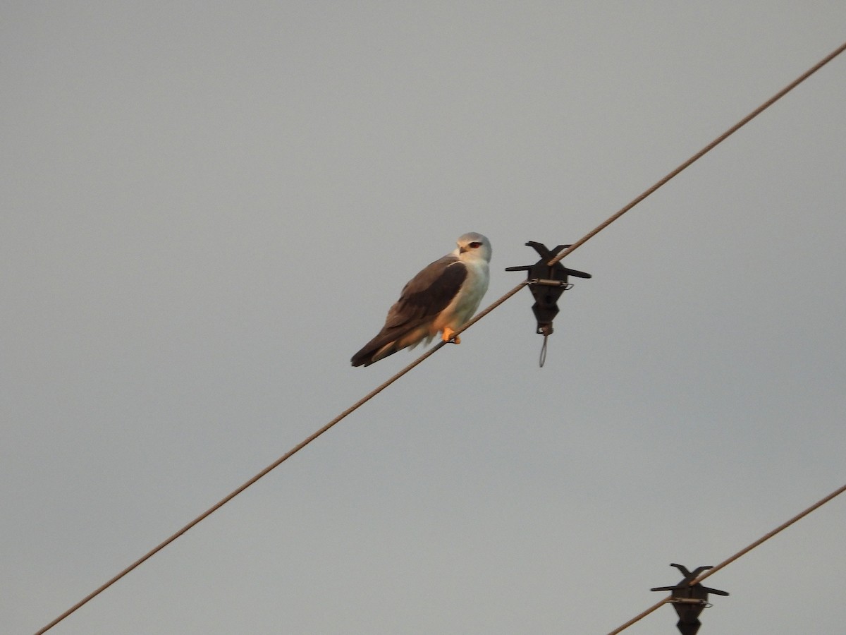 Gleitaar - ML646028036