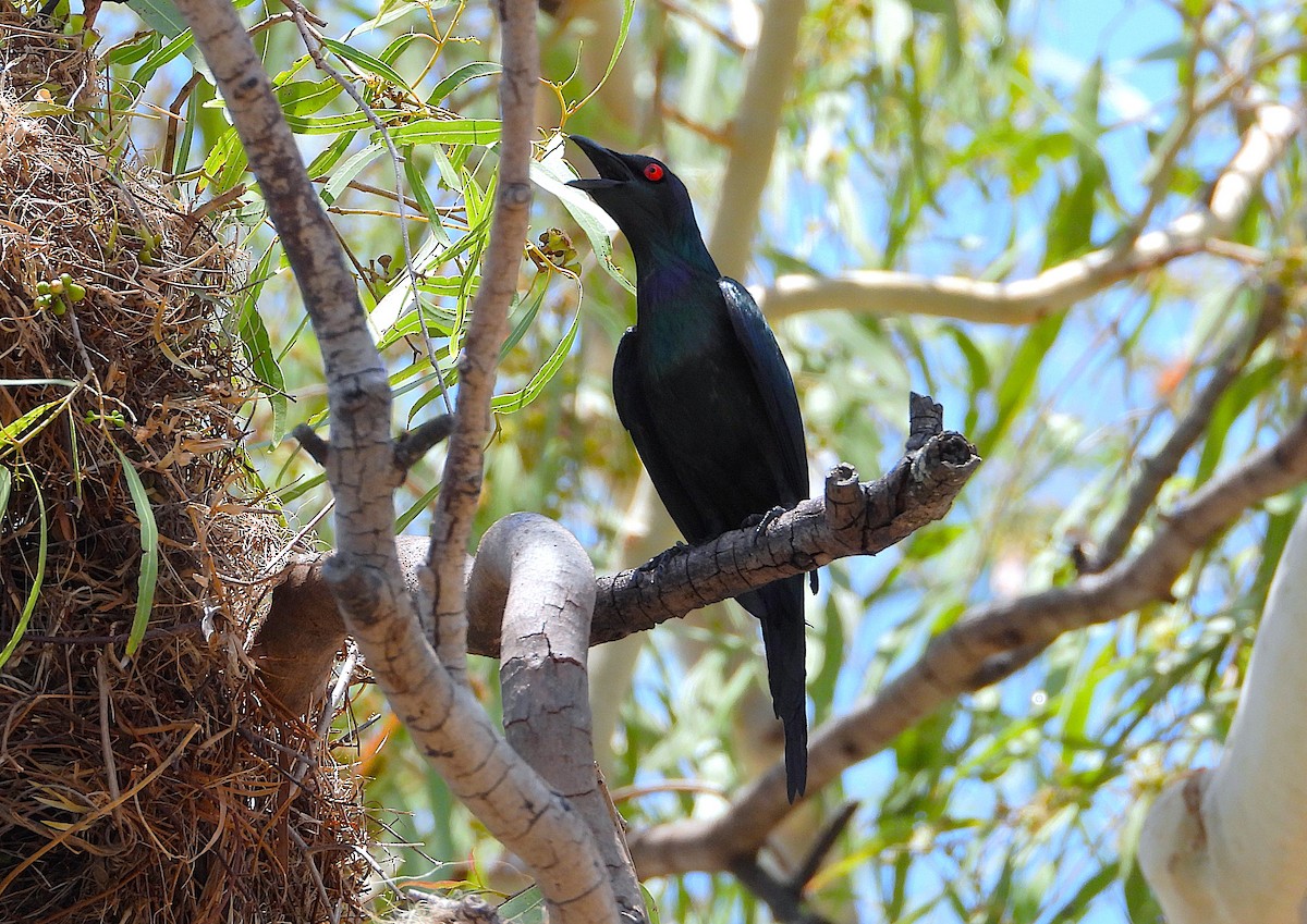 Weberstar - ML646028037