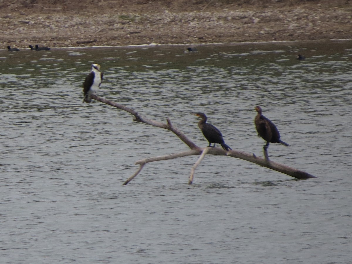 Fischadler - ML646028038