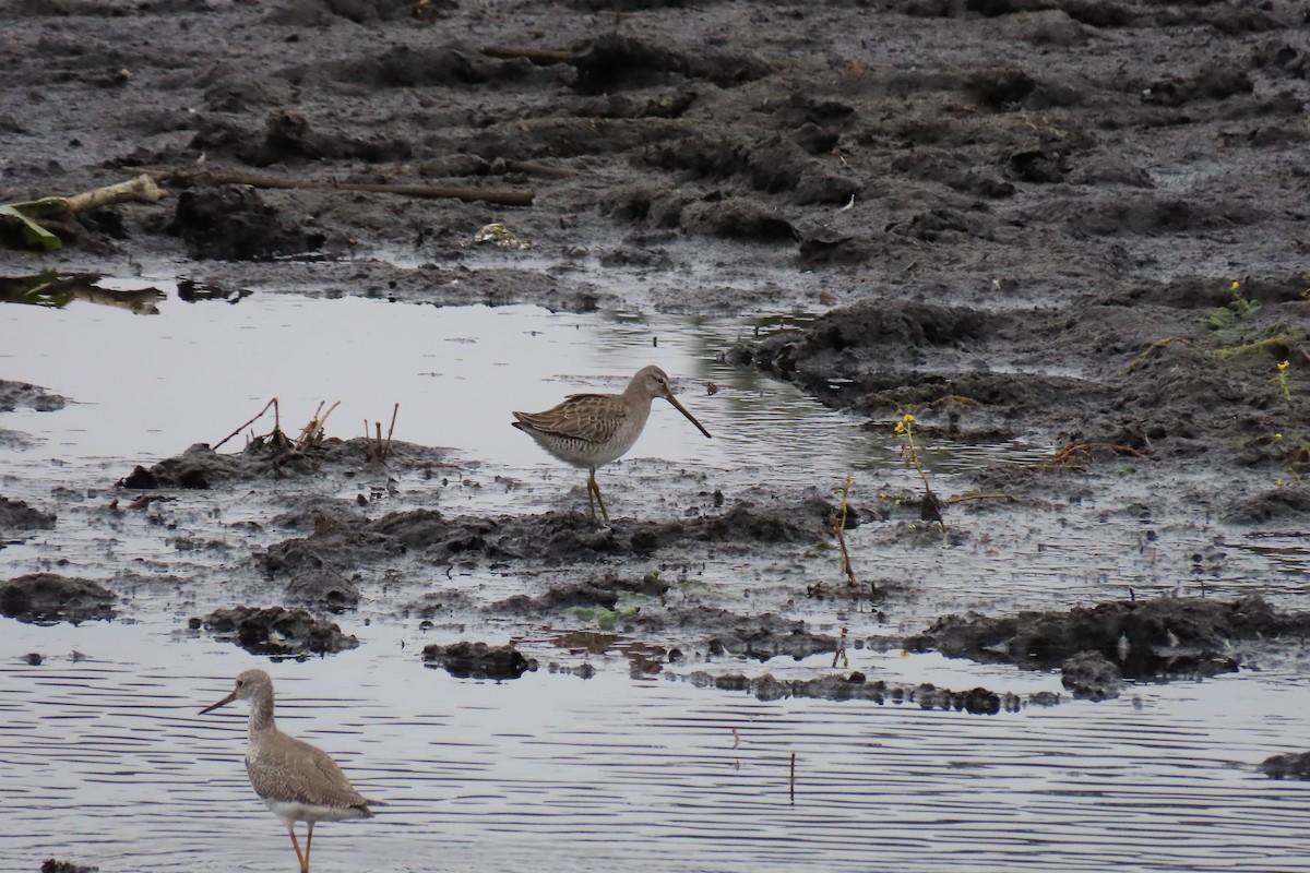 Tundraschlammläufer - ML646028039