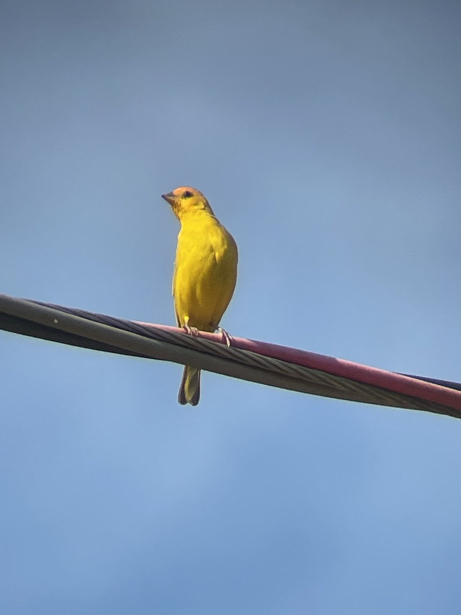 Safrangilbtangare [flaveola-Gruppe] - ML646028041