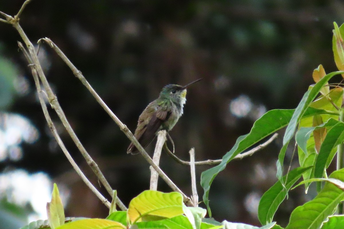 Blaukopfamazilie - ML646028042