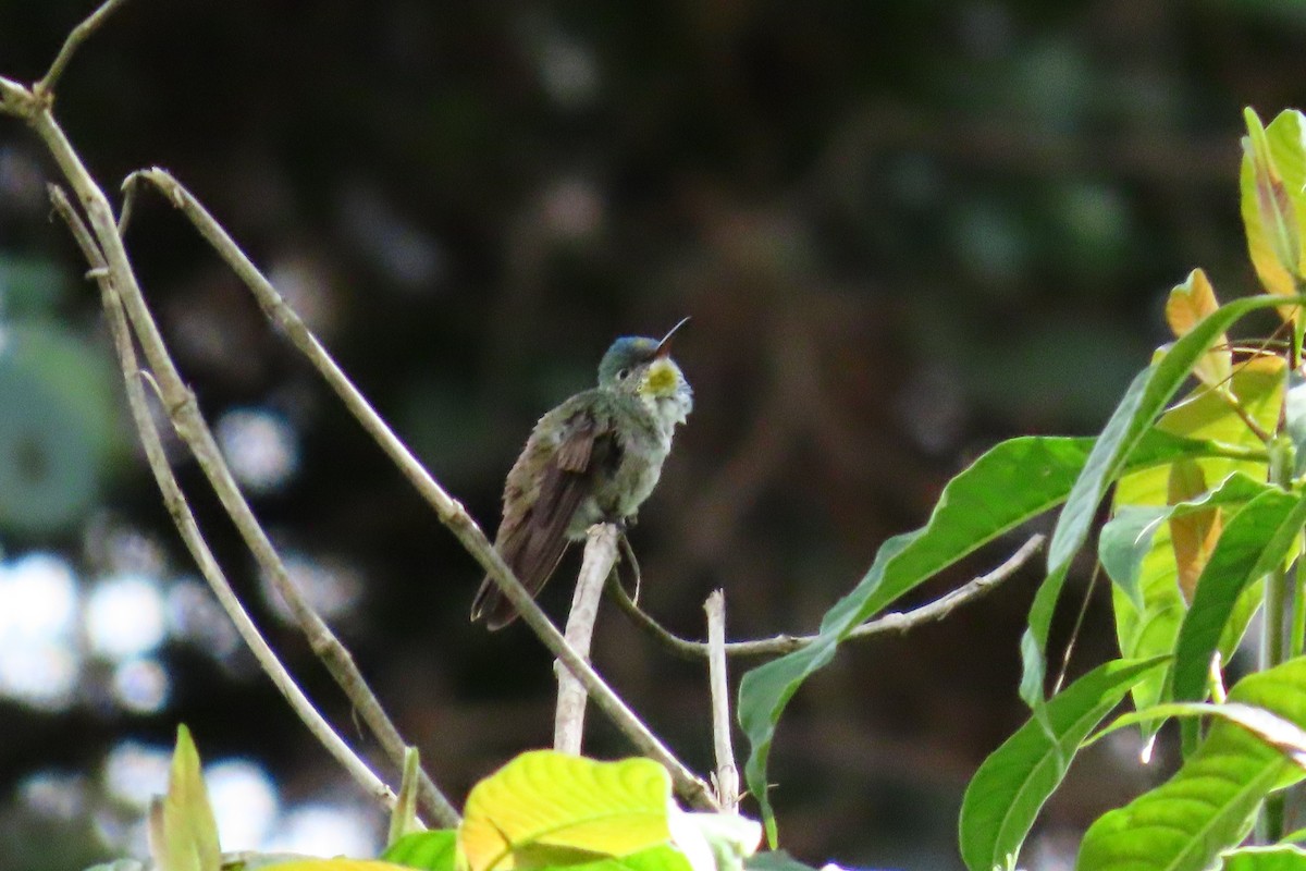 Blaukopfamazilie - ML646028043