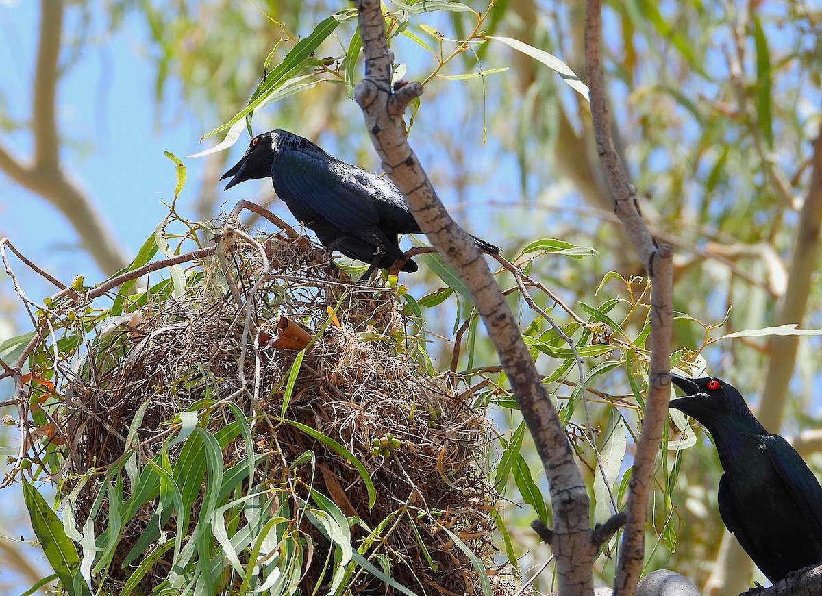 špaček lesklý - ML646028045