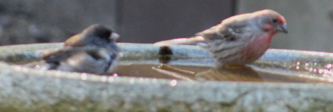 Hausgimpel - ML646028047