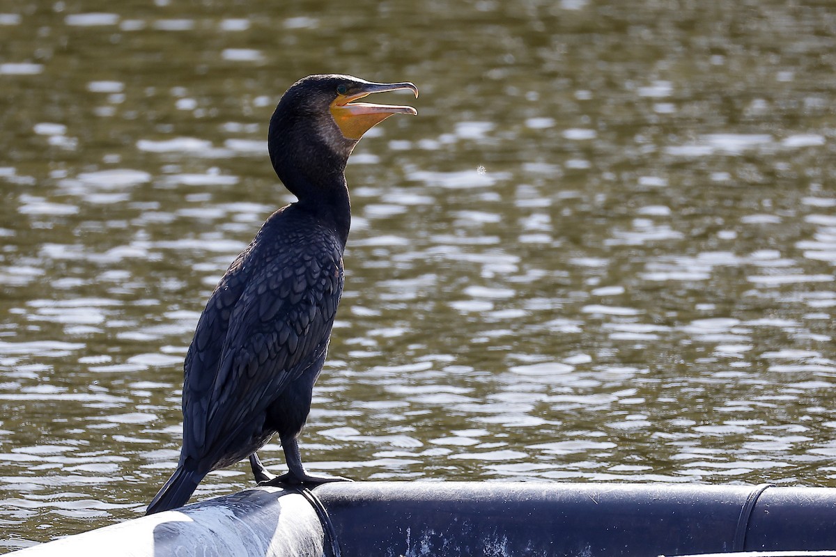 Great Cormorant - ML646028049