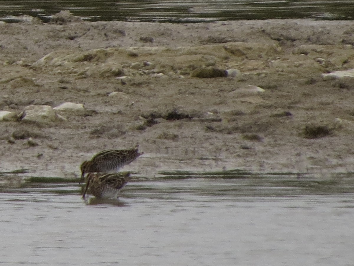 Wilson's Snipe - ML646028055